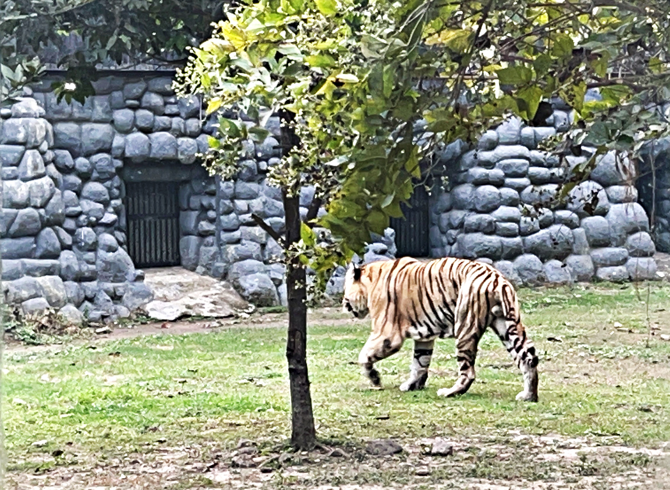 Tiger returning to its own cage