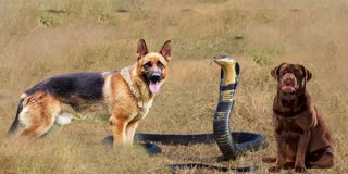 Dogs Fight With Snake Viral Video