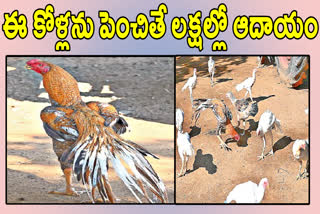 Aseel chicks In wanaparthy