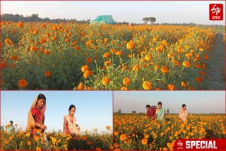 Marigold Cultivation in River Bank