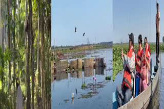 Migratory bird, Holoock Gibbon attracts tourists to Matapung Maguri Beel