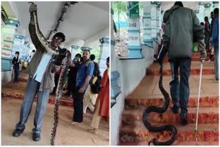 python_spotted_in_alipiri_footpath