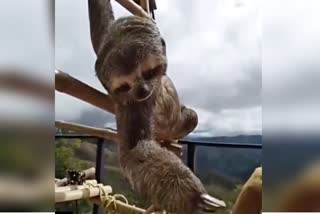 Sloths