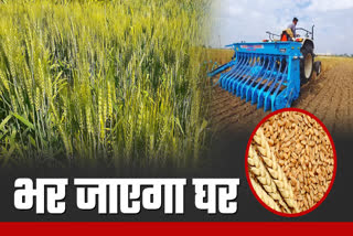 SHAHDOL WHEAT FARMING DELAY