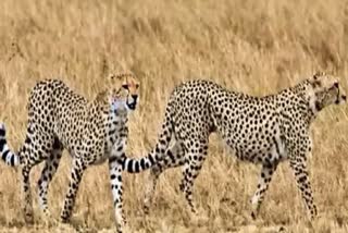 Cheetahs From South Africa  Cheetahs  ഗാന്ധി സാഗർ വന്യജീവി സങ്കേതം  ചീറ്റപ്പുലികള്‍