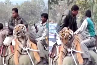 Two people made the tiger ride an elephant