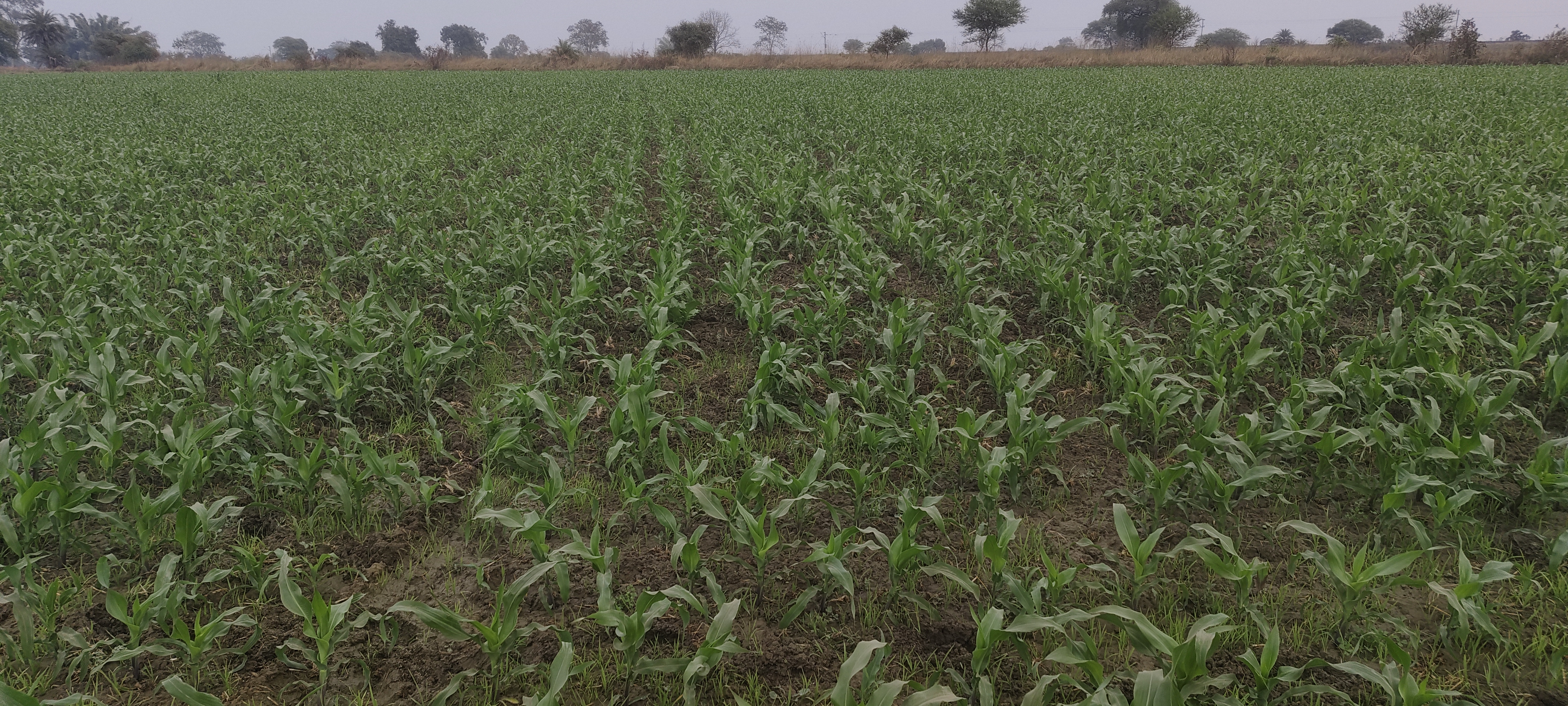 Maize crop in Rabi season