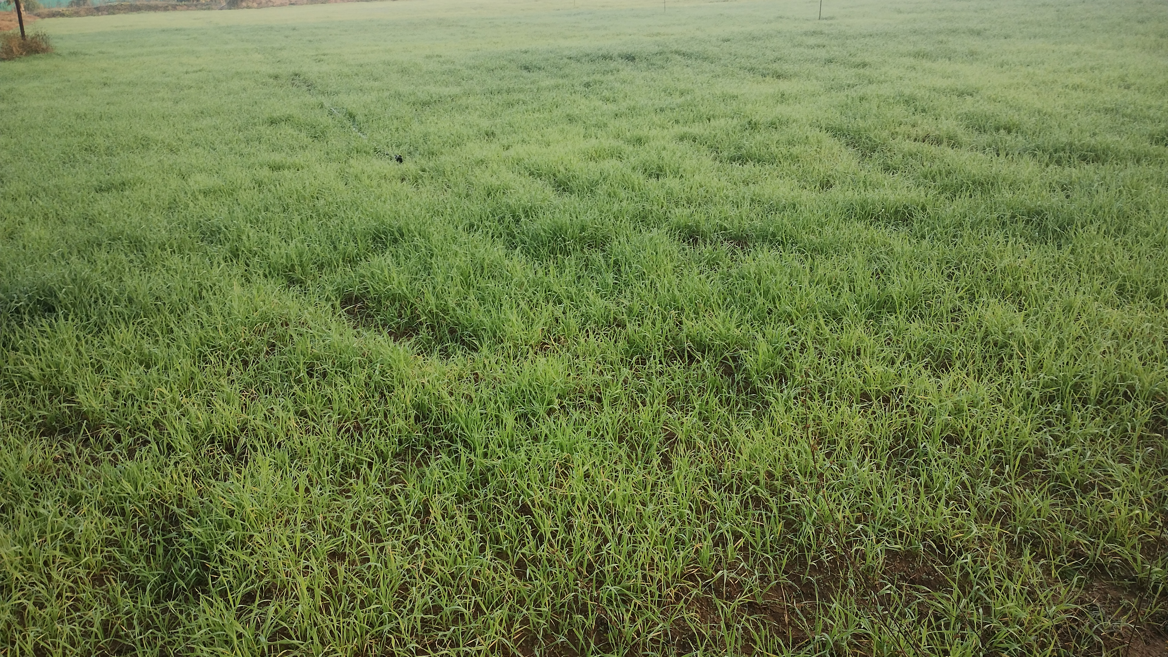 Shahdol Wheat Cultivation