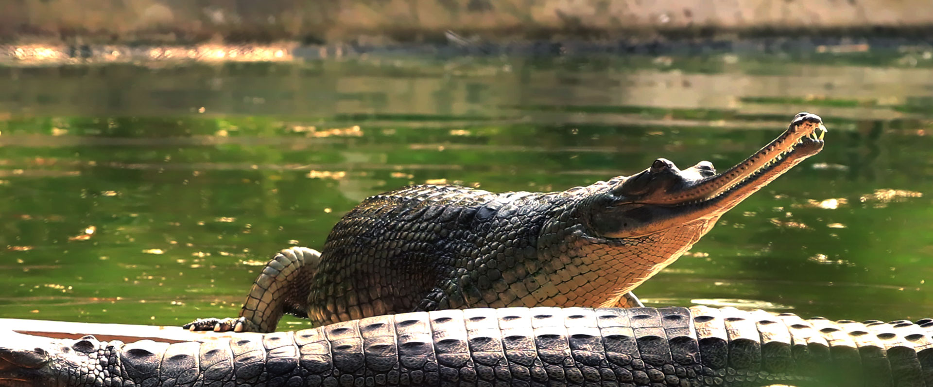 Nandankanan Zoological Park