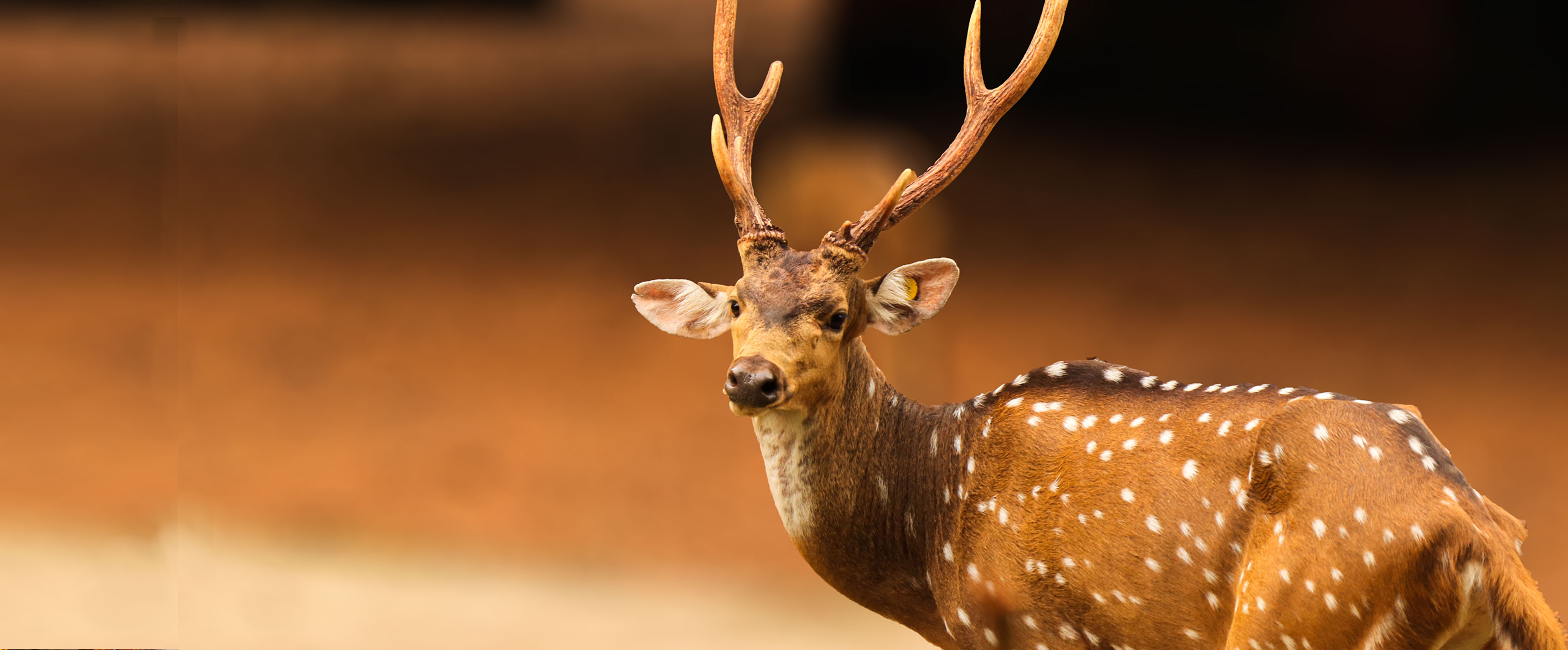 Nandankanan Zoological Park