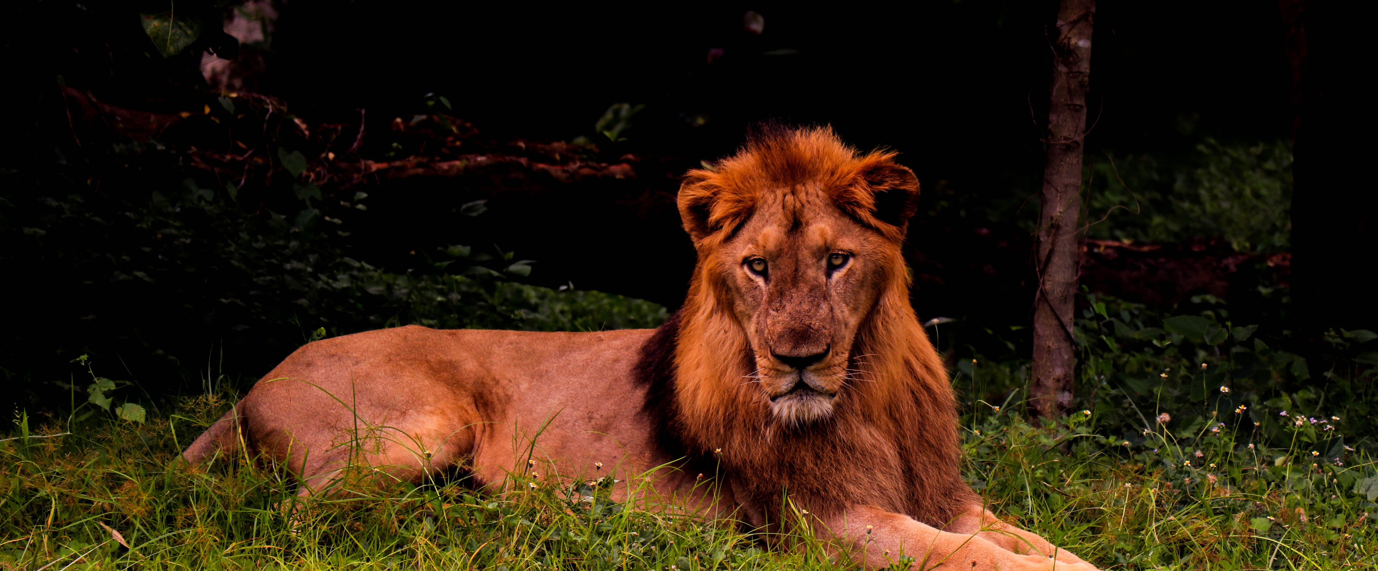 Nandankanan Zoological Park