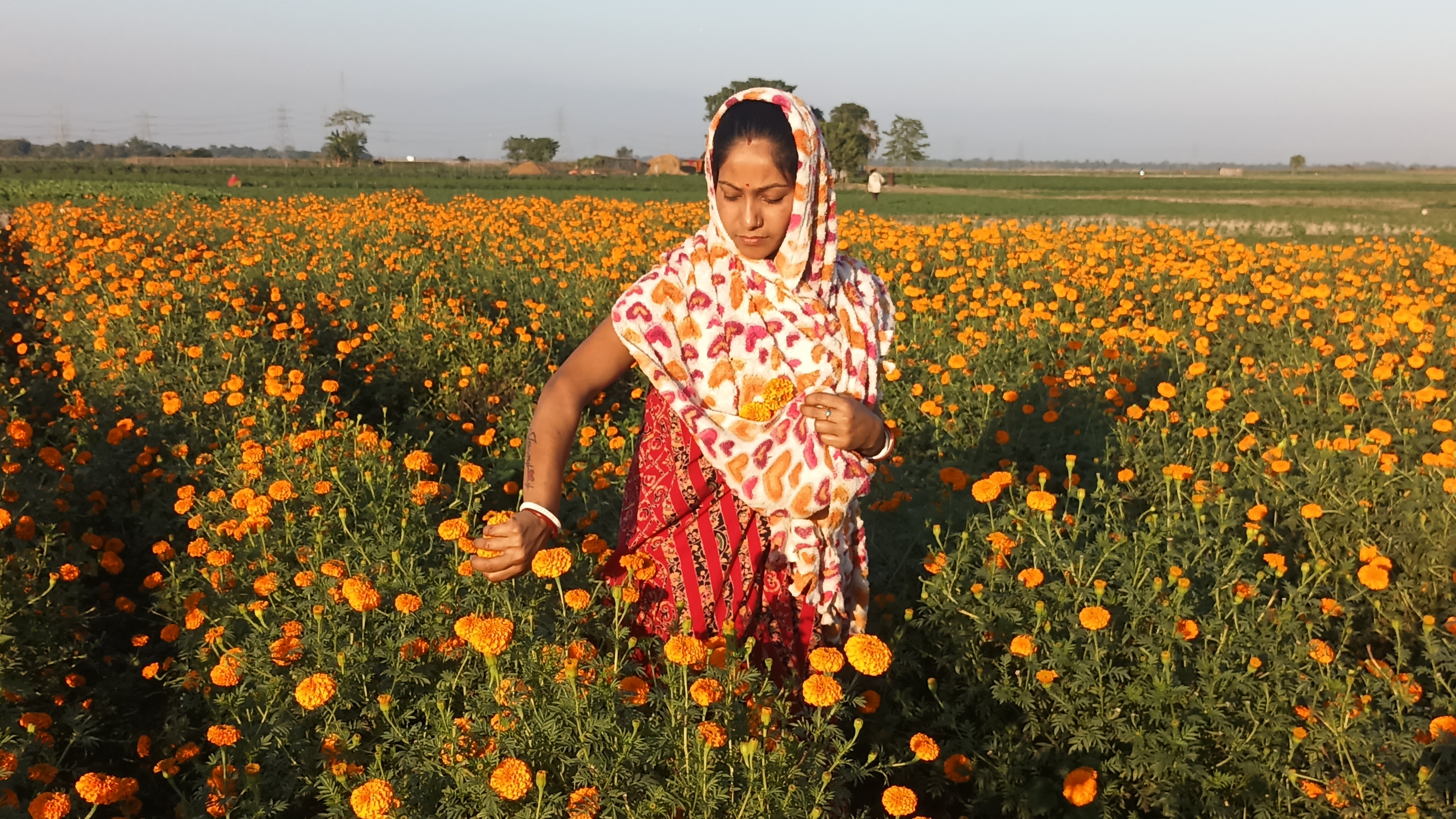 Marigold Cultivation in River Bank