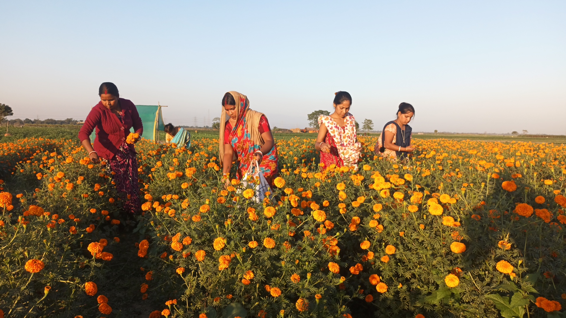 Marigold Cultivation in River Bank