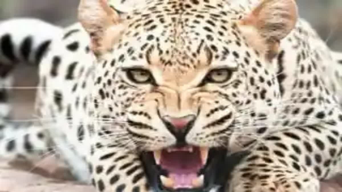 leopard terror in amravati citizens under fear