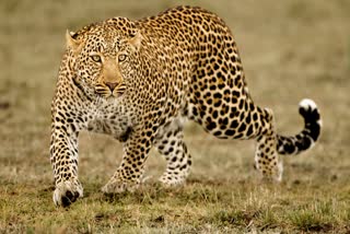 Katni Leopard Dead