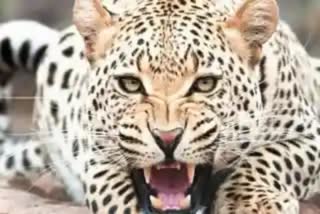 leopard terror in amravati citizens under fear