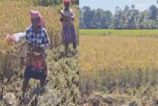 Paddy Cultivation Workers  Paddy Cultivation Work idukki  നെല്‍കൃഷി ഇടുക്കി  നെല്‍കൃഷി കർഷകർ