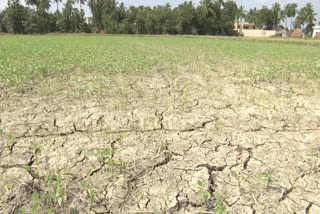 Etv drying_crops_in_krishna_dist