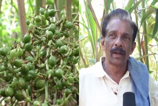 Impact Of Climate Change  Cardamom Farmers in Idukki  കാലാവസ്ഥാ വ്യതിയാനം  ഏലകൃഷി വിളവെടുപ്പ് കാലയളവ്