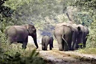 Elephant attack in Ranchi