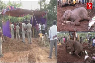 உடல் நலக்குறைவு காரணமாக இரண்டு நாட்களாக சிகிச்சை பெற்று வரும் பெண் காட்டு யானை