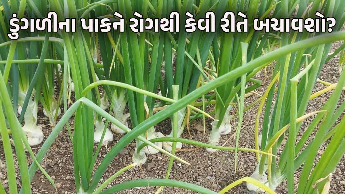 ડુંગળીના પાકમાં થ્રીપ્સ રોગથી ખેડૂતો ચિંતિત