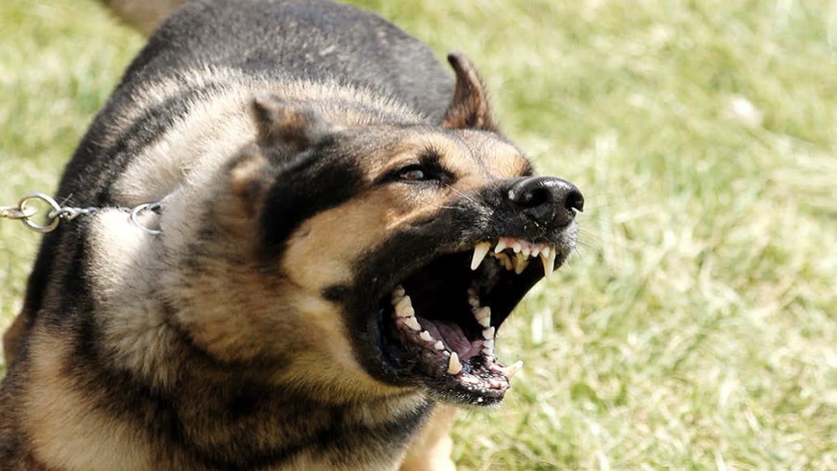 GWALIOR DOG ATTACKED ON CHILD