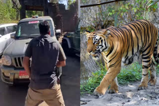 WAYANAD TIGER ATTACK  PANCHARAKOLLI TIGER MISSION  വയനാട്ടില്‍ കടുവാ ആക്രമണം  RRT member injured