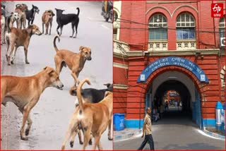 STERILIZATION OF STRAY DOGS