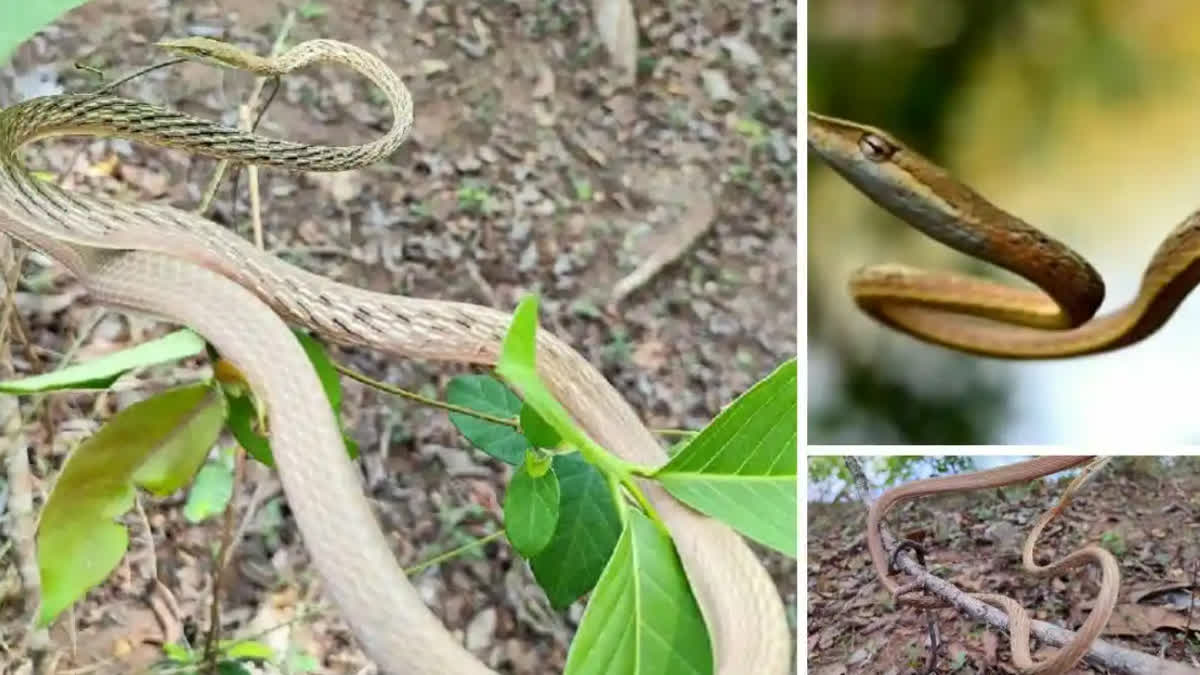 ahaetulla laudankia snake