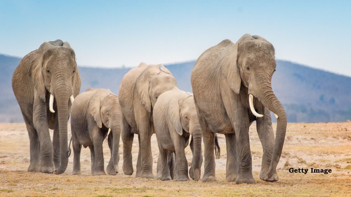 elephant project in mp