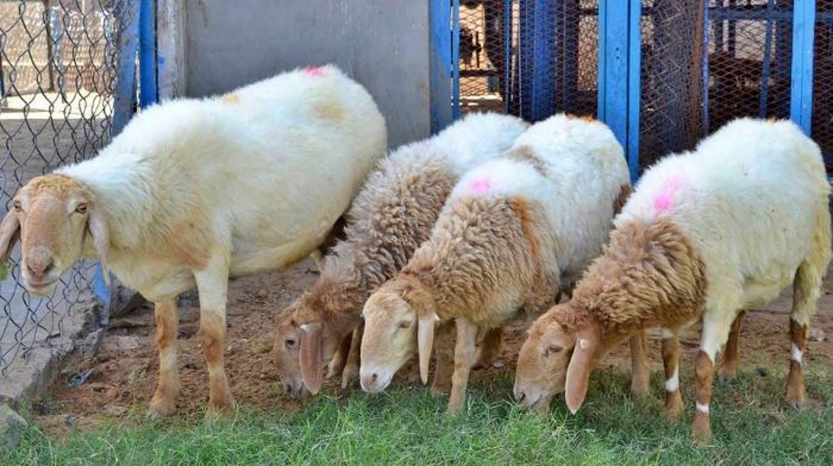 Rajasthan Sheep Breed Avishan