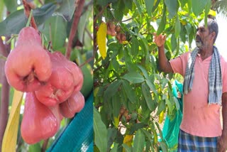 Haveri farmer  water apple  earns money  ವಾಟರ್​ ಆ್ಯಪಲ್  ತೋಟಗಾರಿಕಾ ಬೆಳೆ