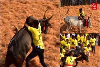 Kolathur Jallikattu in perambalur