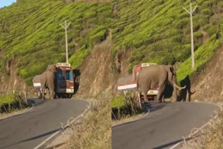 Padayappa In Munnar  ഇടുക്കി മൂന്നാർ  മൂന്നാറില്‍ പടയപ്പ ഇറങ്ങി  wild elephant  wild elephant attack