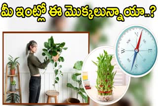 Vastu Tips For Plants