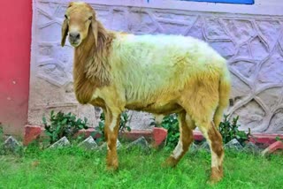 Rajasthan Sheep Breed Avishan