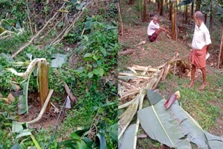 ആനത്താര  കാട്ടാന ആക്രമണം  കണ്ണൂര്‍ വന്യ ജീവി ആക്രമണം  Wild Animal attack in Kannur  Elephant Corridor