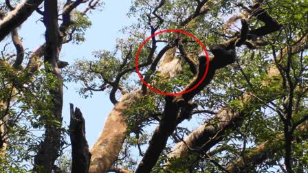 काय सांगता! मेळघाटात चक्क आंब्याच्या झाडाला दाढी; दाढीवाला आंबा अशी ओळख