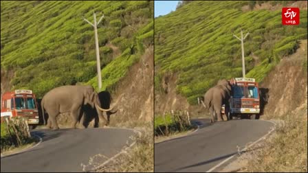 மூணாறில் லாரியை வழிமறித்த படையப்பா யானை