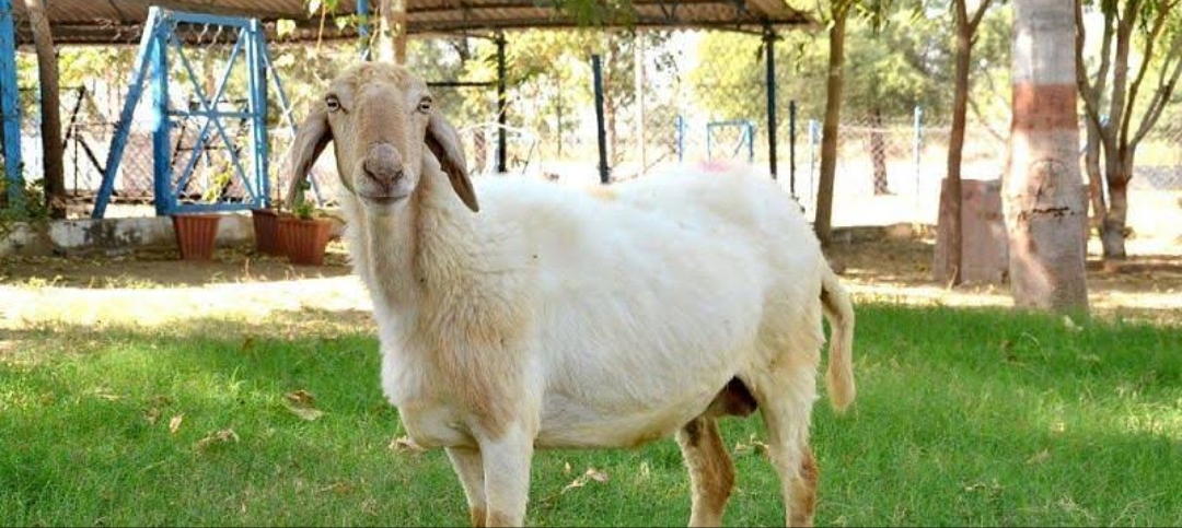 Rajasthan Sheep Breed Avishan