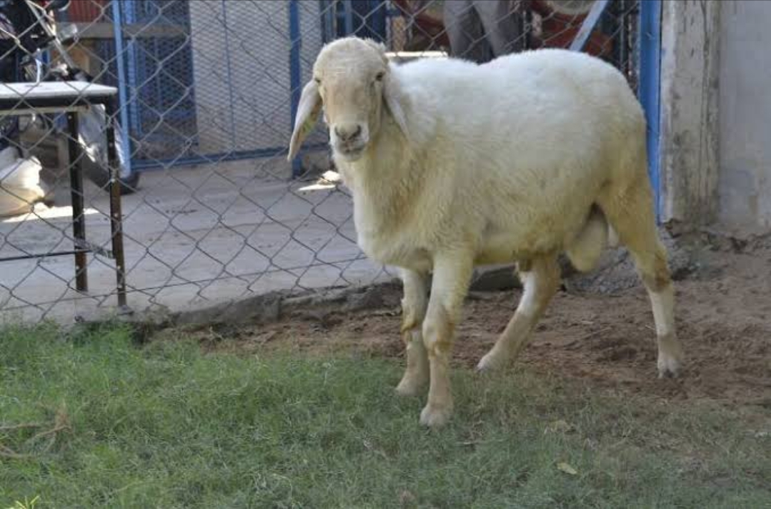 Rajasthan Sheep Breed Avishan