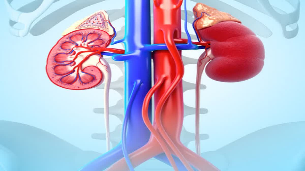 Kidney Disease