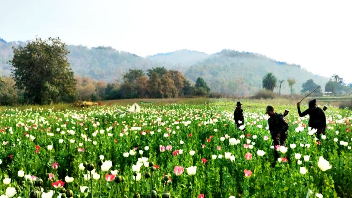 OPIUM IN JHARKHAND