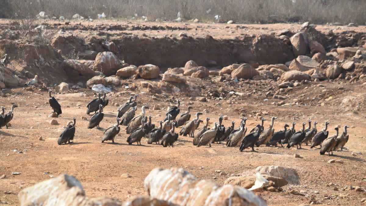 VIDISHA VULTURES COUNTING