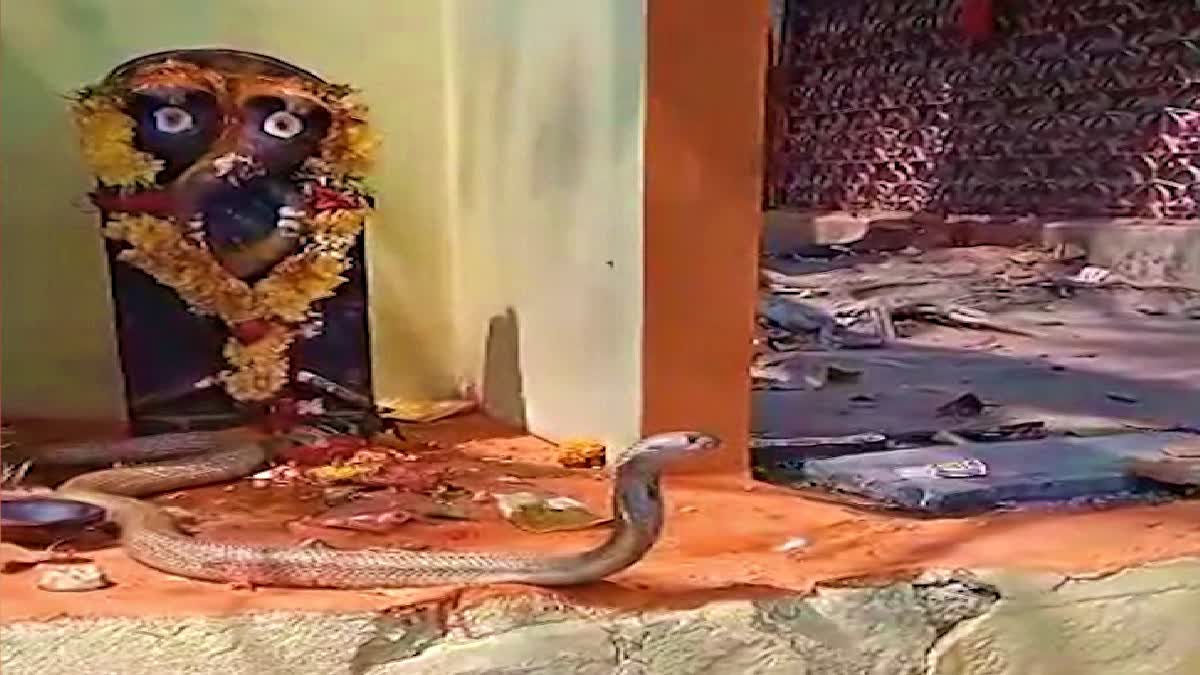 Snake Appeared in Shiva Temple on Shivaratri