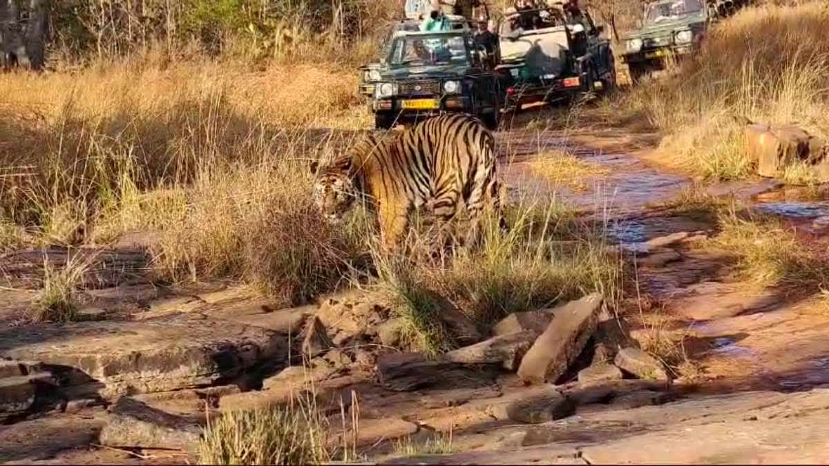 MADLA GATE TIGER IN FRONT OF TOURISTS DURING SAFARI