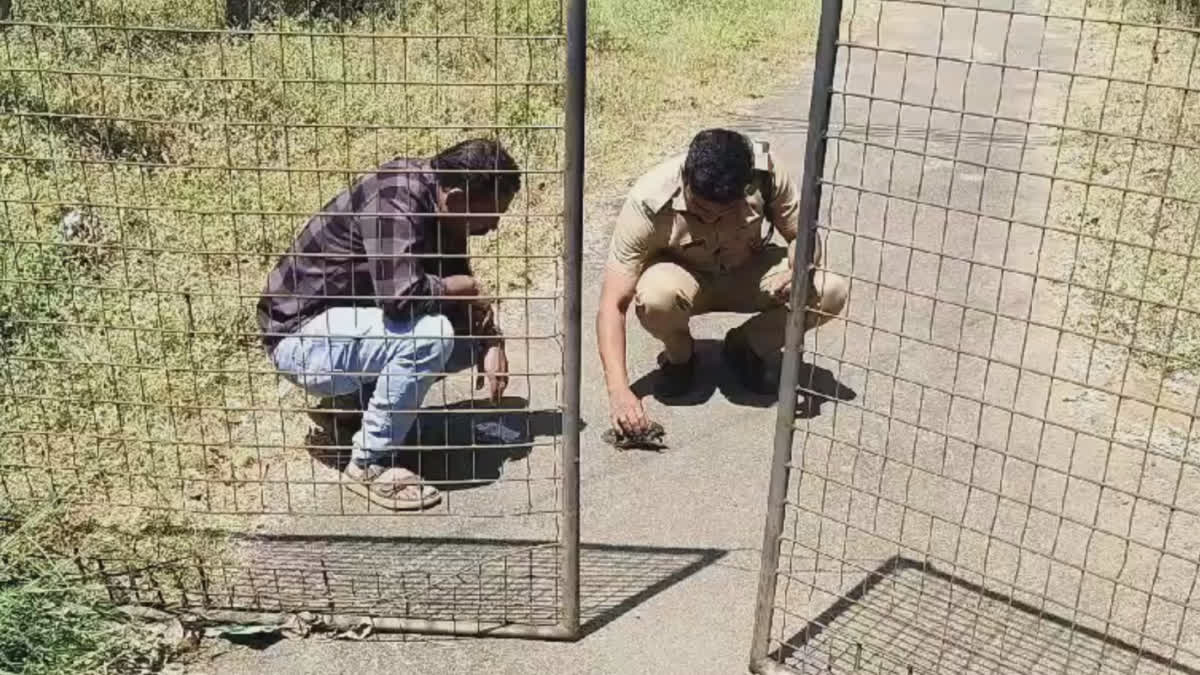 FOREST OFFICER GAVE CPR TO SQUIRREL  INJURED SQUIRREL RESCUE NEDUMKANDAM  അണ്ണാറക്കണ്ണന് സിപിആര്‍  KALLAR FOREST SECTION