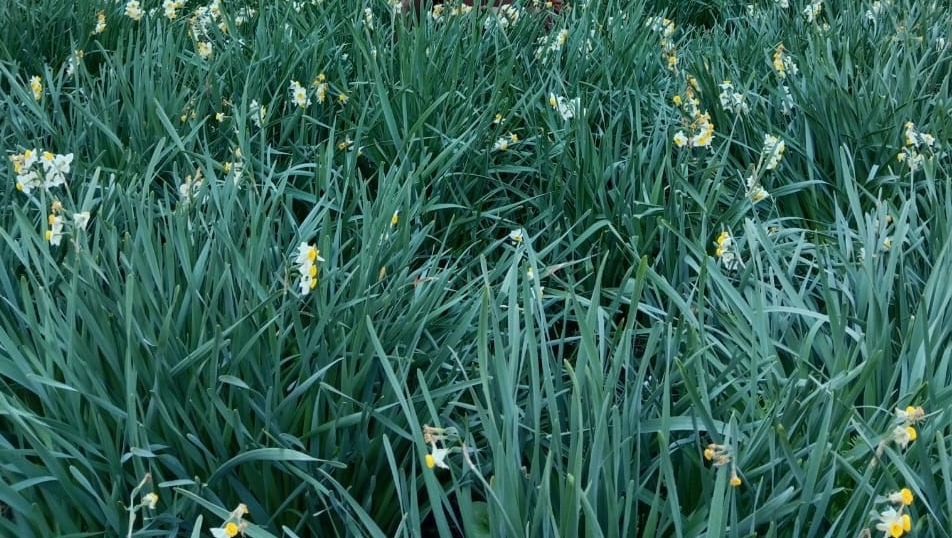 Hanol Mahasu Devta Temple Nagaras Flowers