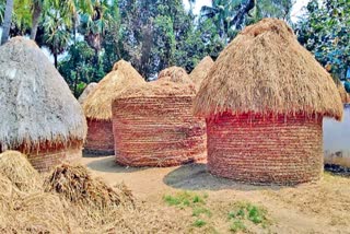 care_during_storage_of_paddy_in_bapatla_district